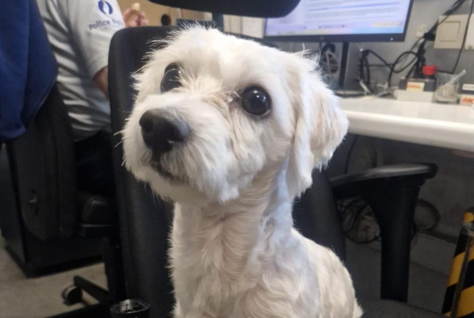 Ontdekkingsalarm Hond  Mannetje Schaerbeek België